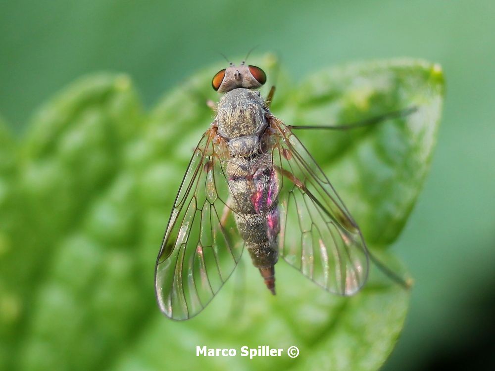 Chrysopilus flaveolus , femmina (Rhagionidae)